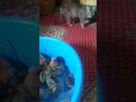 هم يبكي وهم يضحك