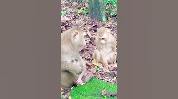 Sweet Monkey Family Life In The Forest #cutemonkey #animals #shorts #monkey #cute #entertainment