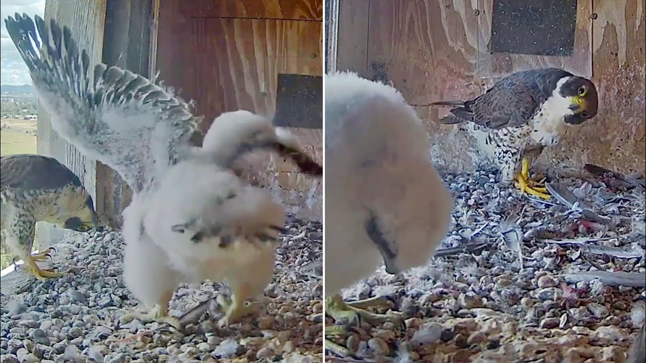 FalconCam~😁 Dad is watching Girri doing winging and eating scrap ~2:04 PM 2025/12/02
