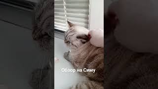 обзор на Симу(кошка бабули)