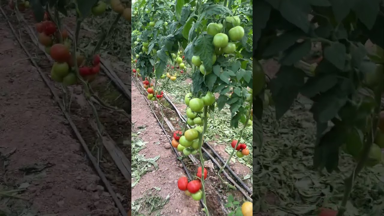 #Tomato