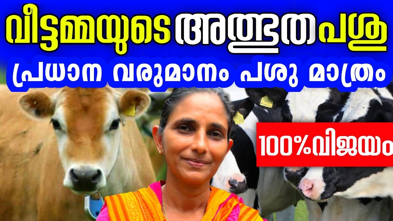 അത്ഭുതം, ഈ വീട്ടമ്മയുടെ പശു ഫാം, ഉറപ്പായും കാണേണ്ടുന്ന ഫാം | Dairyfarmingtips malayalam video