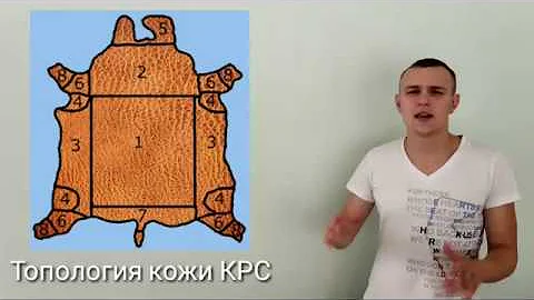 Виды кожи крупного рогатого скота | Топология кожи от M.Leather