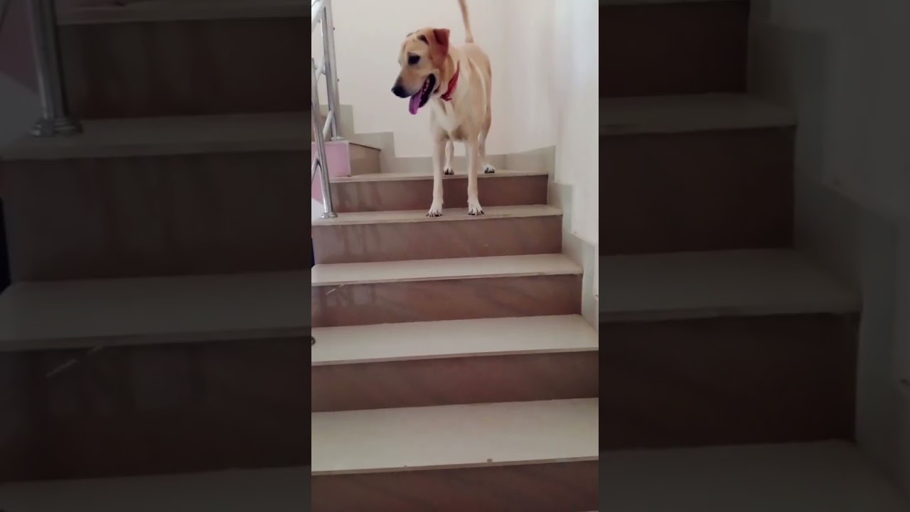 #dog #labrador #cute #dameungrrr #bestsong #reels #trend #vlog #lab #pup #viral #trending #shorts