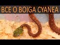 Зеленые бойги (Boiga cyanea) - рассматриваем и знакомимся с видом!