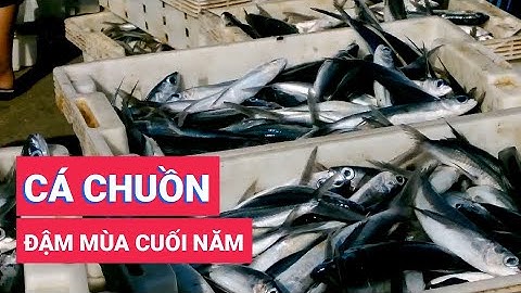 Ngư dân trúng đậm cá chuồn cuối năm
