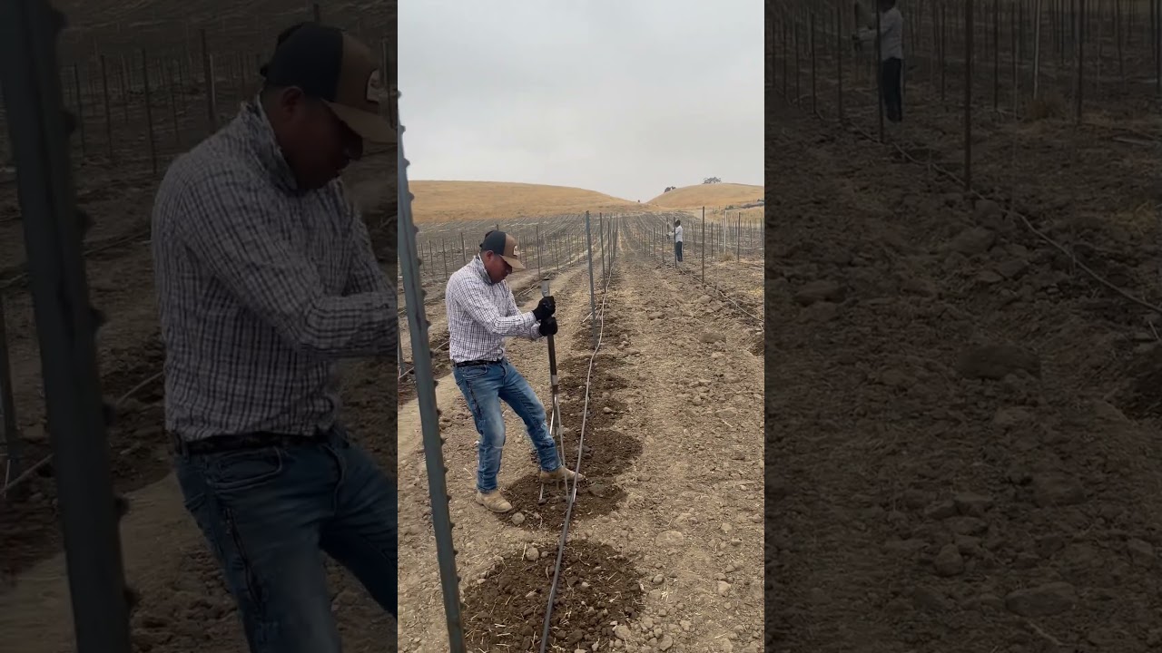 Preparando este viñedo lo estaremos plantando mañana 