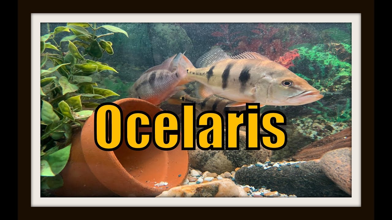 Цихла оцелярис