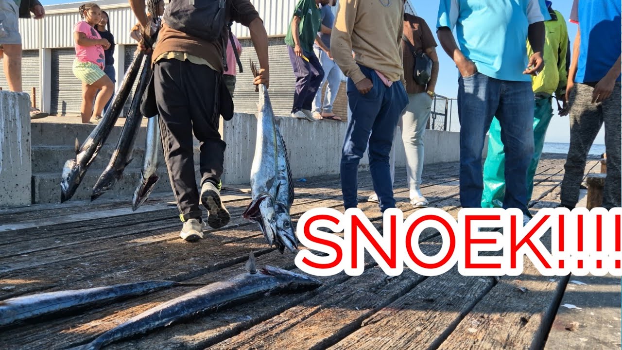 Snoek in St. Helena Bay 2025 | 8k 😍