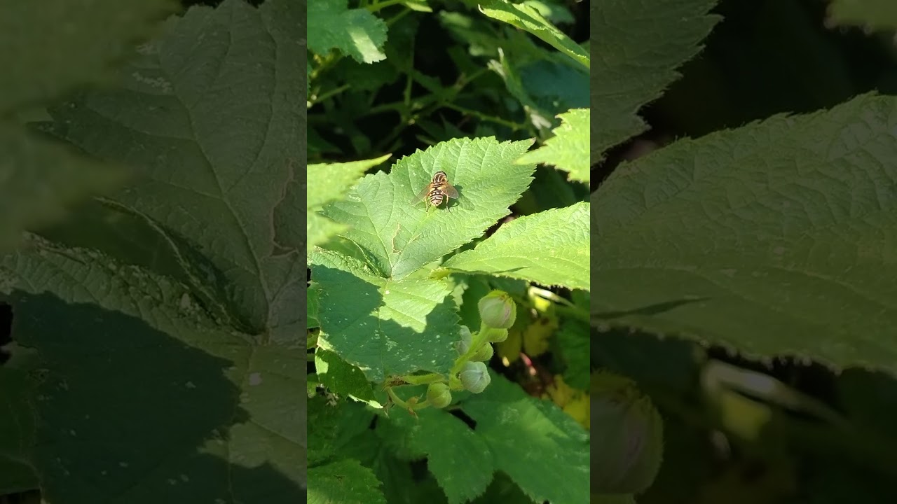 gemeine sumpfschwebfliege