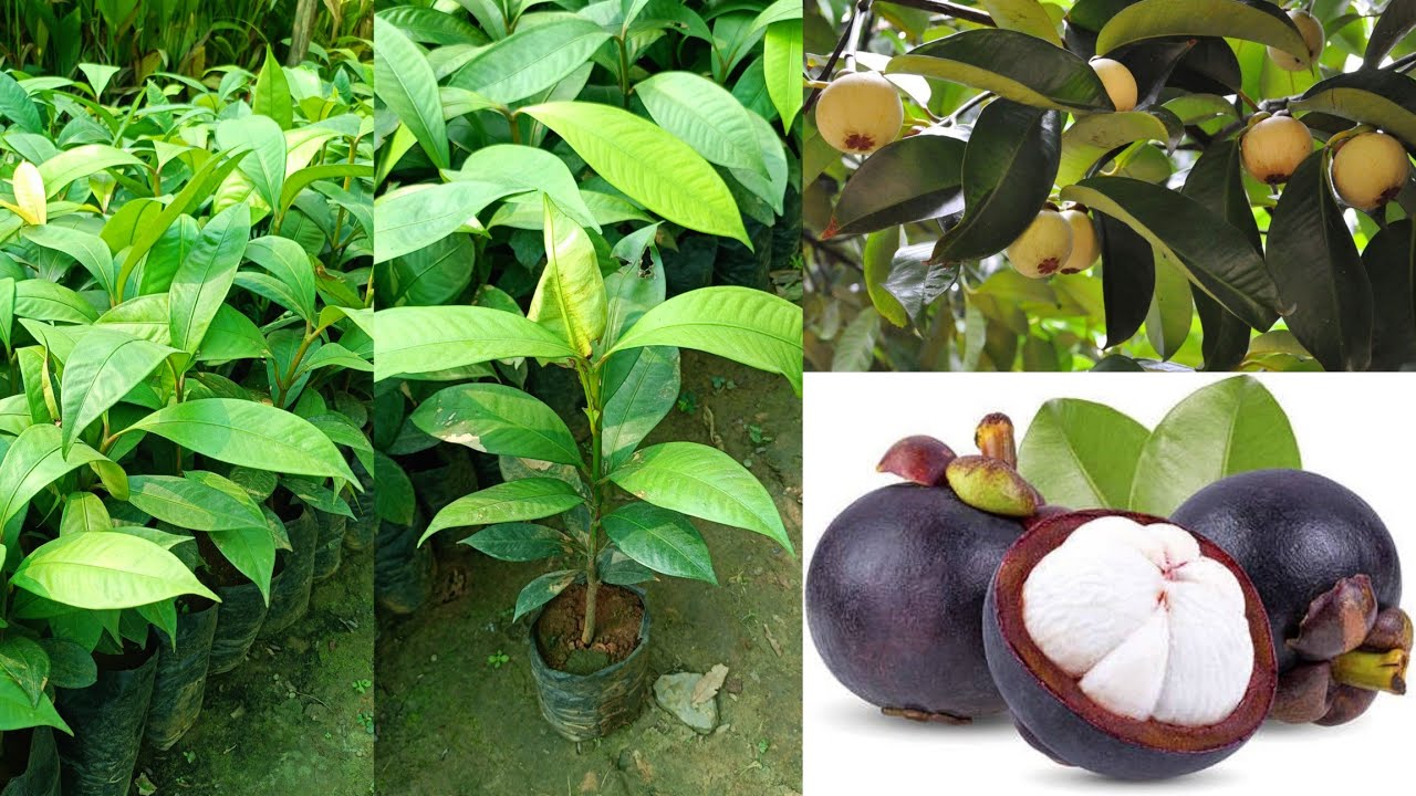 Mangosteen fruit plants || Contact No. +916000258514. Mangosteam plants nursery