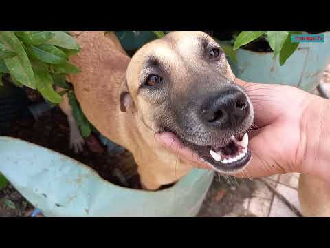 Βίντεο: Σταματήστε τα σκυλιά από το μάσημα χωρίς το πικρό ψεκασμό