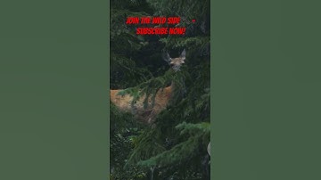 Python vs Leopard #python #leopard #viralvideo #viralshorts #moments #fyp #shorts #youtubeshorts #fy