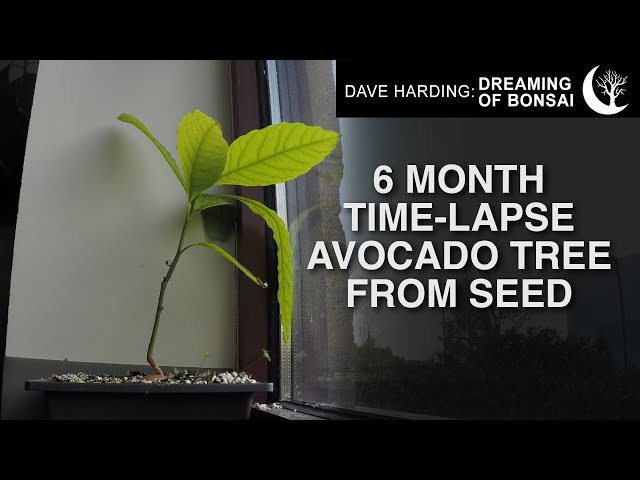 6 Month Time-Lapse Avocado Tree Bonsai from Seed, May 2024 - YouTube