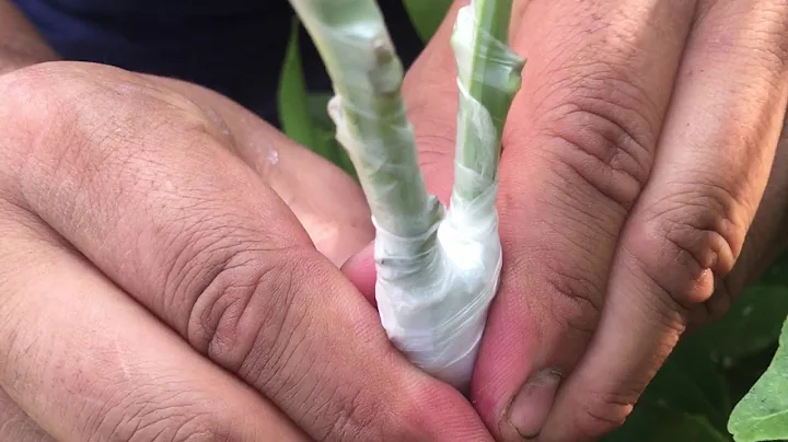 How to Double Graft Avocado Trees!