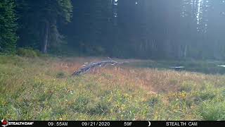 Wolves Chasing Elk Into Pond