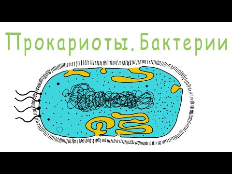 Прокариоты. Бактерии.