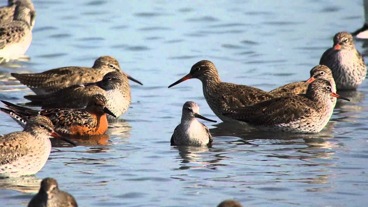 Red Knots (Breed)