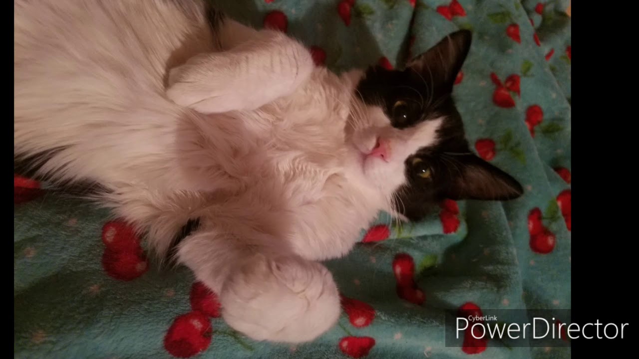 A year in the life of rescue - 2019