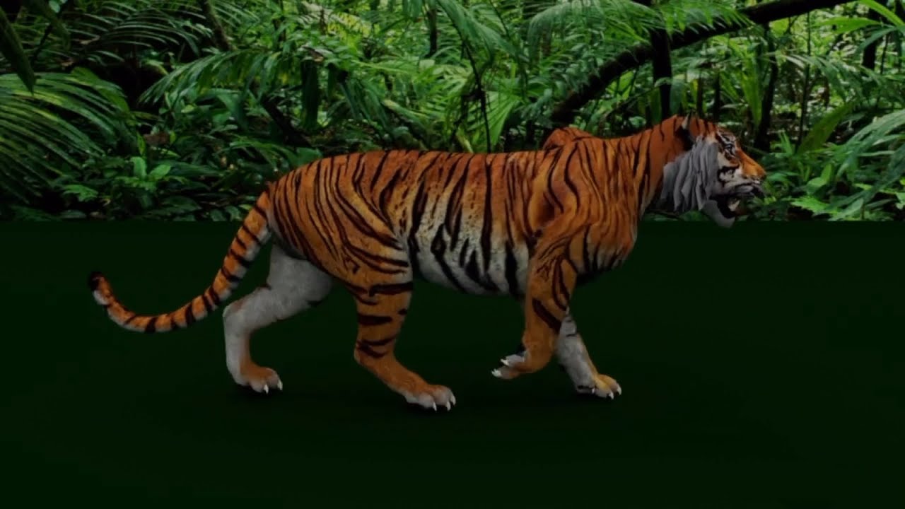 Tiger 3D Animation Quadruped Walk Cycle