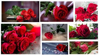 Beautiful Red Rose Picture //Beautiful Red Rose Flower Wallpaper screenshot 1