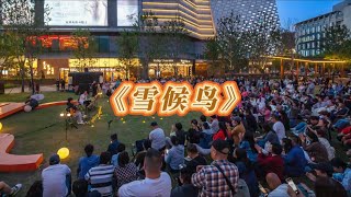 雪候鸟 现场演唱 live
