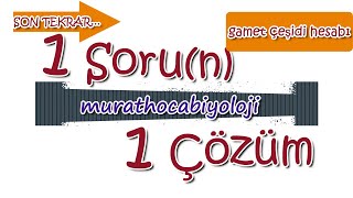 Ki̇li̇ttaşi Soru 1 Sorun 1 Çözüm Gamet Çeşidi Hesabı