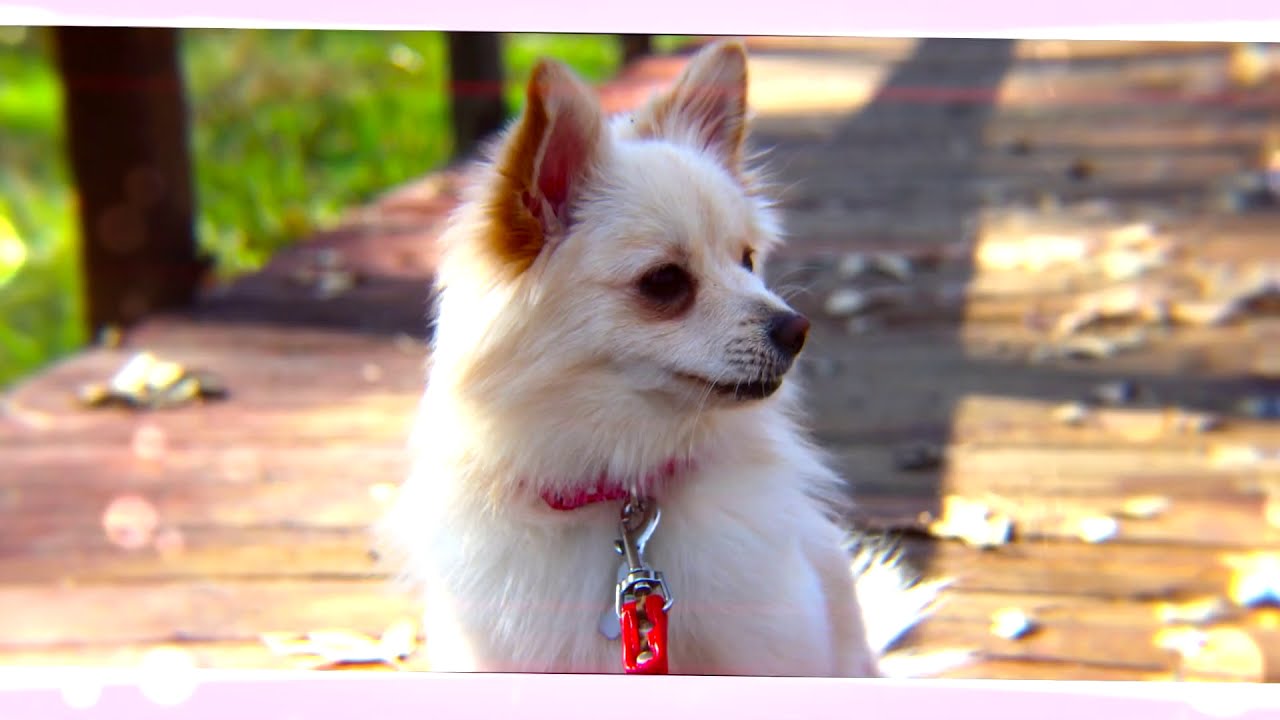 My Pet Photography Slideshow #1