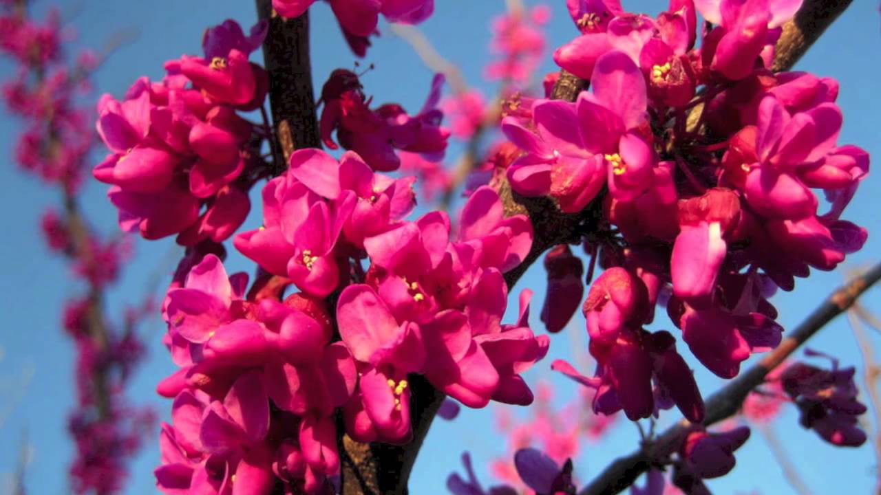 Oklahoma Redbud For Sale Online $1.80