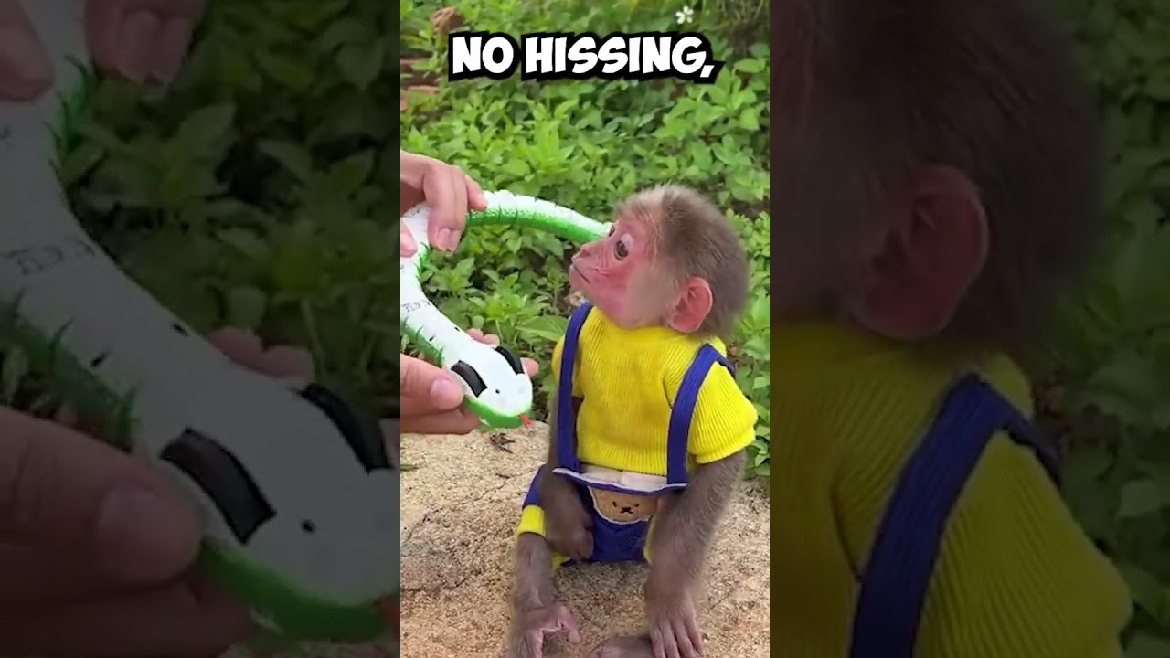Baby Monkey Plays With Toy Snake! (Credits: babymonkeymoon on tiktok)