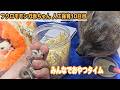 赤ちゃんを中心にみんなでおやつパーティ！モモンガの赤ちゃんを引き取り飼育10日目