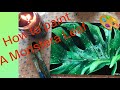 How to paint a monstera leaf | Acrylic Painting | Tutorial Art