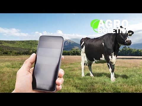 AGROBOLETIM - Reconhecimento facial para vacas