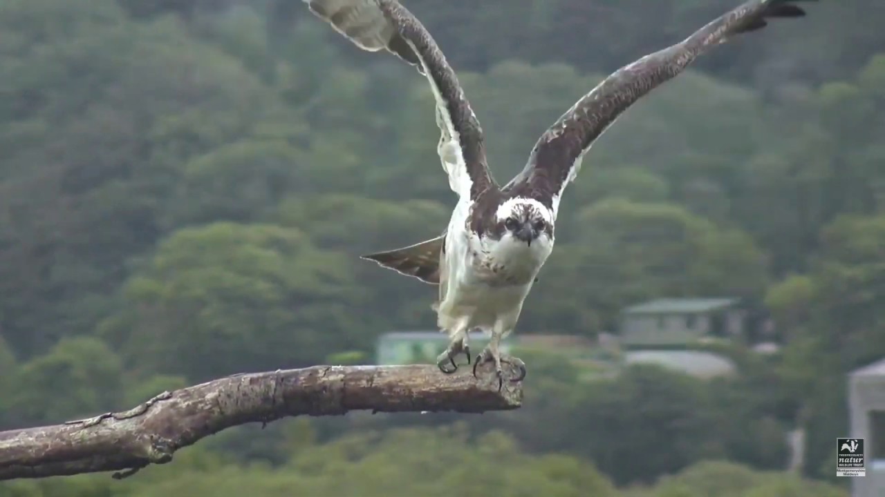 Dyfi Osprey Project Wales YouTube