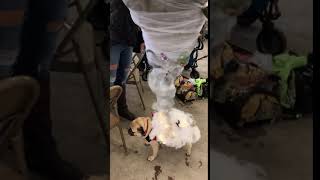 Toby the Pug and his Pugnado Halloween Costume