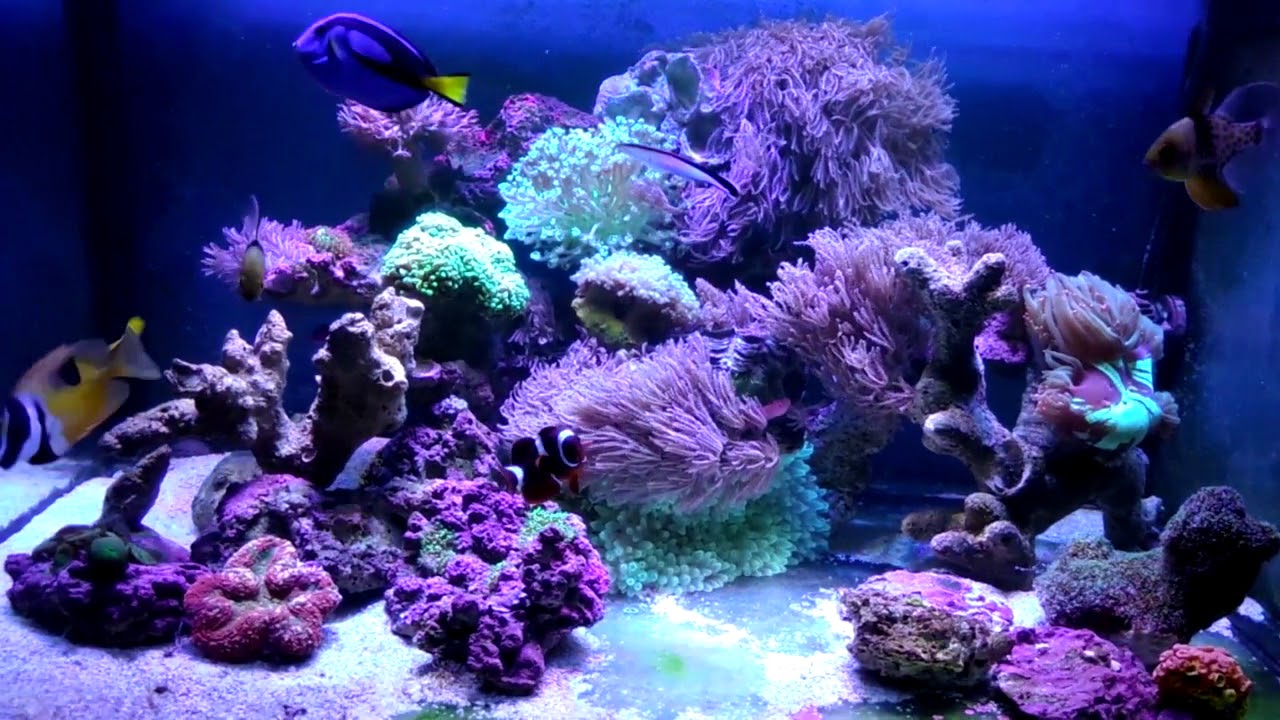 Update Galaxy Coral 15/12/2017 Joey's reef tank YouTube
