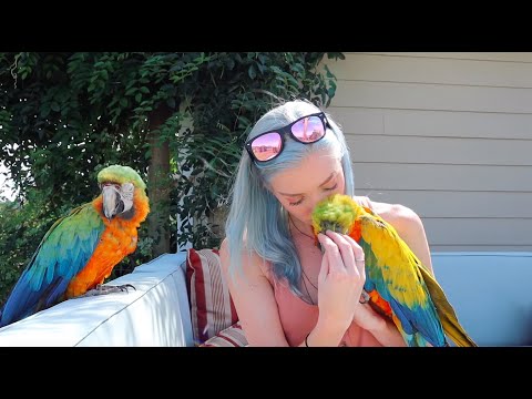Video: Moeten papegaaiachtigen worden gekoppeld?