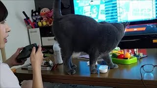 「ゲームなんかよりオレの〇〇見ろよ！」って感じの灰色猫