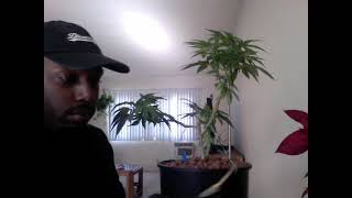 "Bonsai" training for my Cannabis. Episode 1
