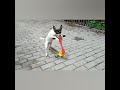 Собака катается на самокате.Самая умная собака Чип/The smartest dog Chip.A dog on a scooter.