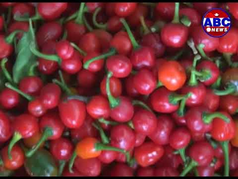 कृषि विभाग कृषि पेशामा संलग्न किसानलाई स्थानीय तहको सहयोग मिलेन