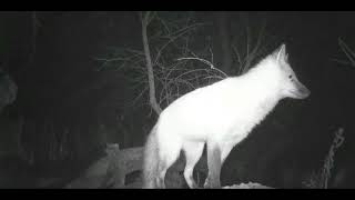 Objectifs Faune Sauvage, Le Renard.