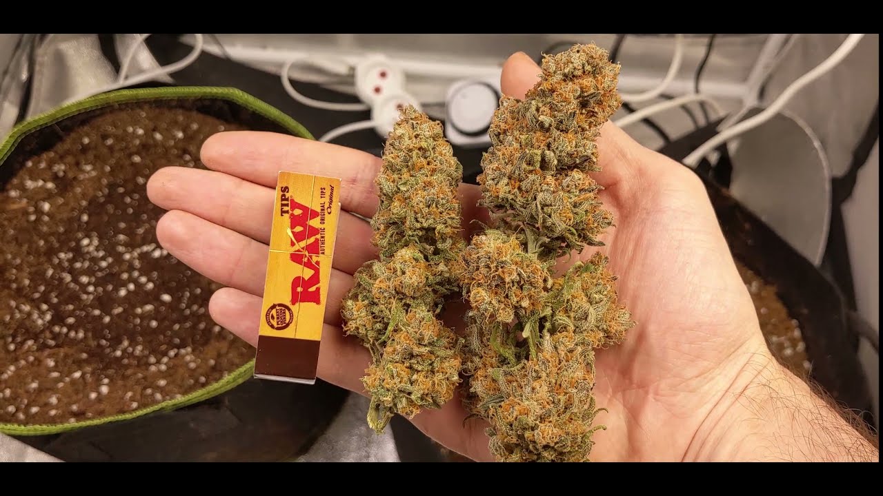 დათესვიდან მოსავლამდე 1 Wedding Cheesecake Auto Fast Buds YouTube