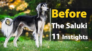 Before the Saluki: 11 Insights for Prospective Owners