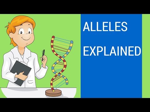 What is an allele ? ( Allele examples )