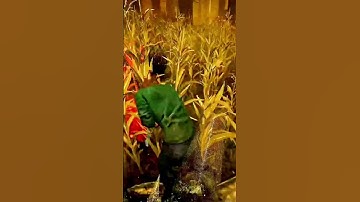 LOVE WHEN KILLERS CAMP HATCH😑| Dead by Daylight Funny Moments #shorts #dbd #dbdshorts  #dbdclips