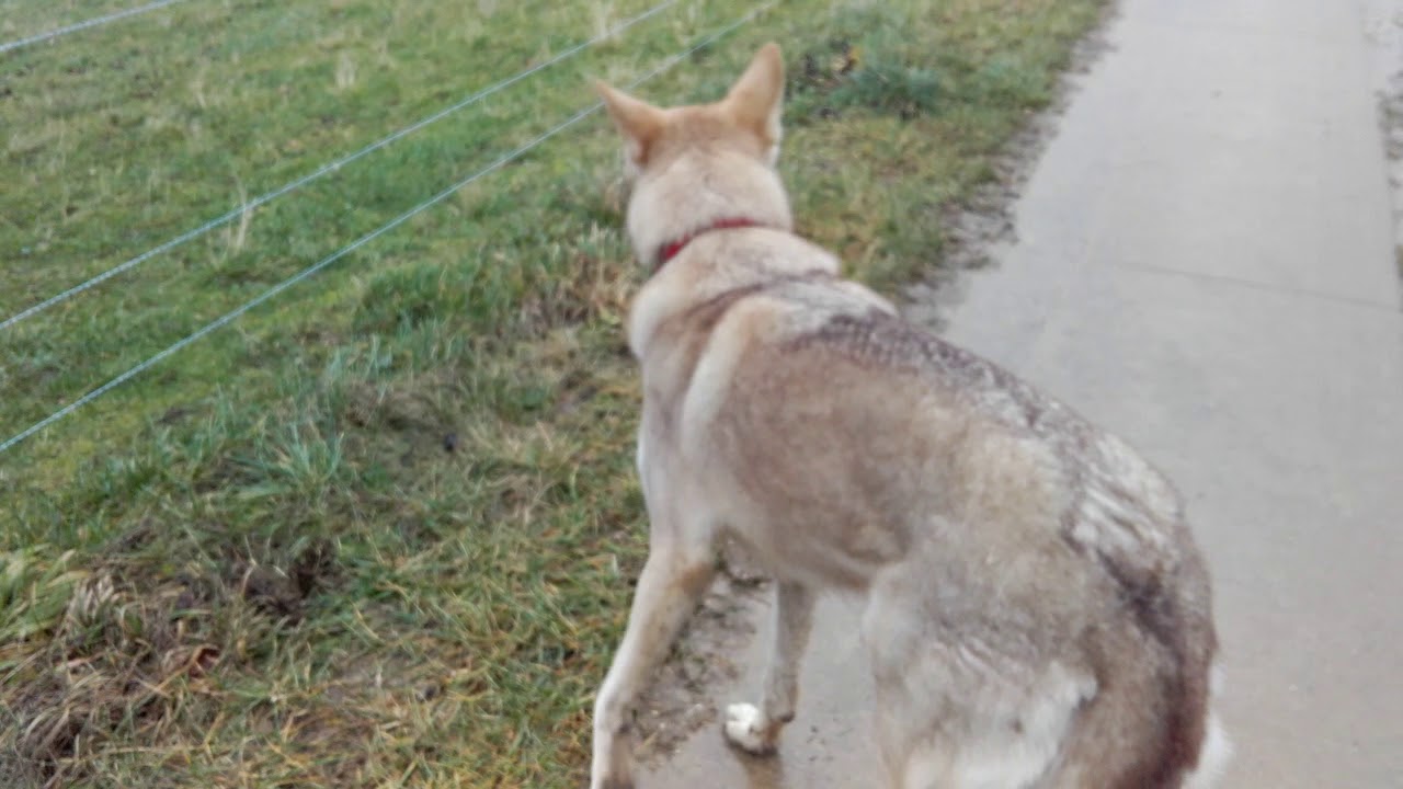 Gebell eines Saarloos Wolfhundes