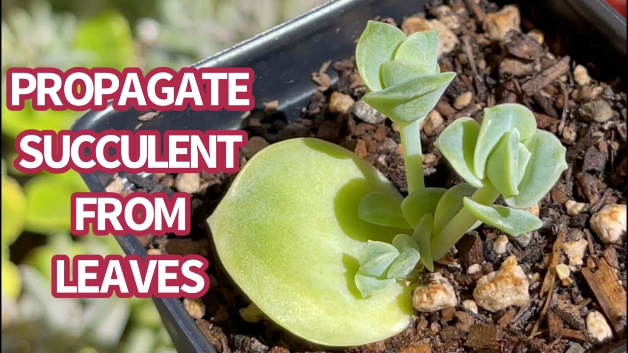 #475 PROPAGATE SUCCULENT FROM LEAVES | GRAPTOVERIA LOVELY ROSE | NHÂN GIỐNG SEN HOA HỒNG HÀ LAN