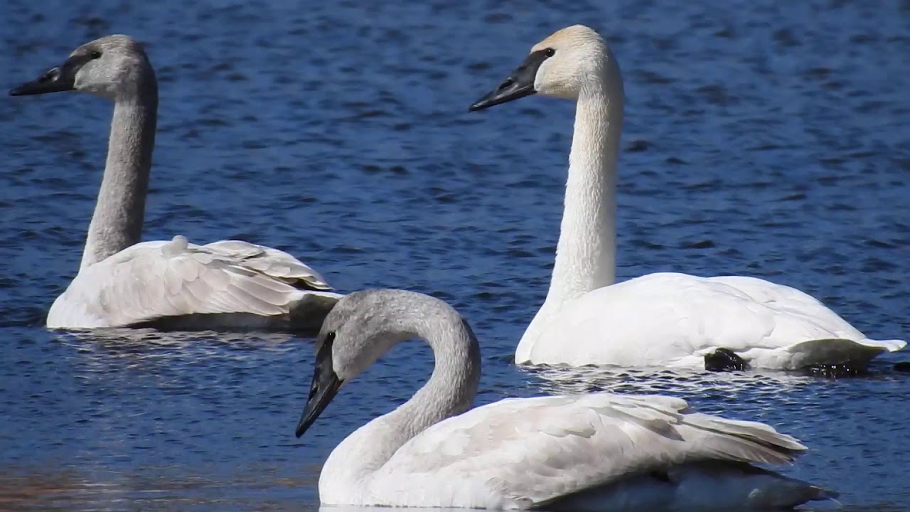Trumpeter Swan Family in Wisconsin 