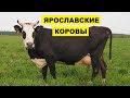 Ярославская порода коров особенности, содержание и уход | КРС | Молочные коровы | Ярославские коровы